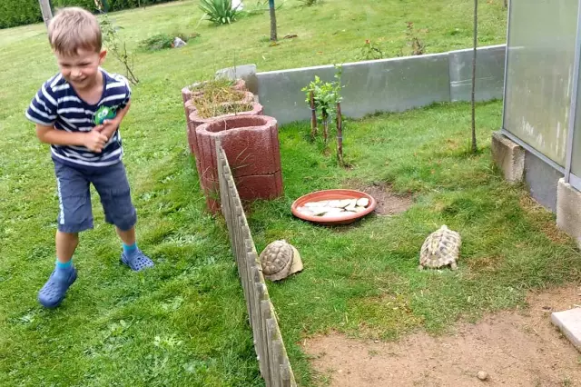 La Saison Des Orages Frappe Les Animaux Là Où ça Fait Mal. Mais Est-ce Que C'est Bien De Se Calmer ?