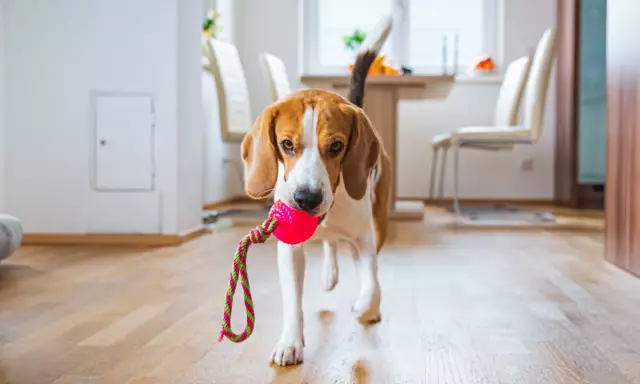 Tamponlar Neden İyi Köpek Oyuncakları Yapmıyor?