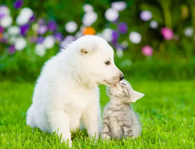 Bir Köpeğe Veya Kediye Nasıl Ötenazi Yapılır: Bunu Evde Denemeyin