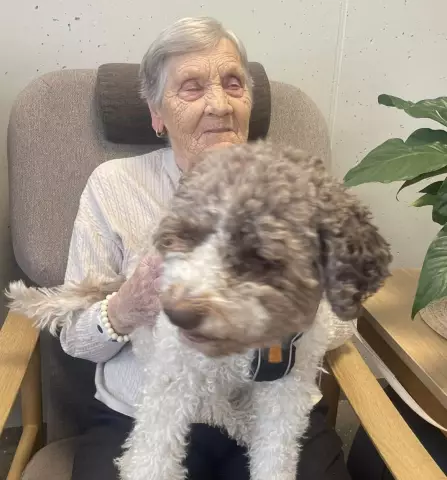 Tekenen En Symptomen Van Een Opgeblazen Gevoel Bij Honden - GDV Bij Honden